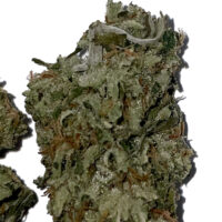 JZ Super Lemon Haze 3
