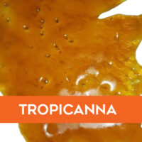 Tropicanna Shatter