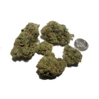 Alien Gorilla 2
