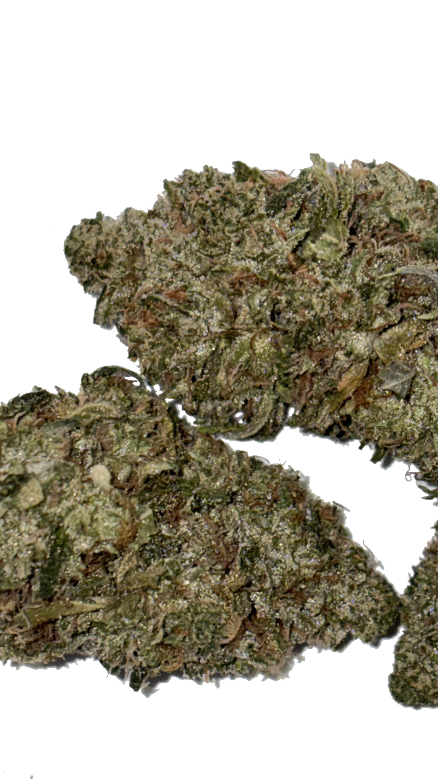 BCkush1 BC Kush AA - Image 2